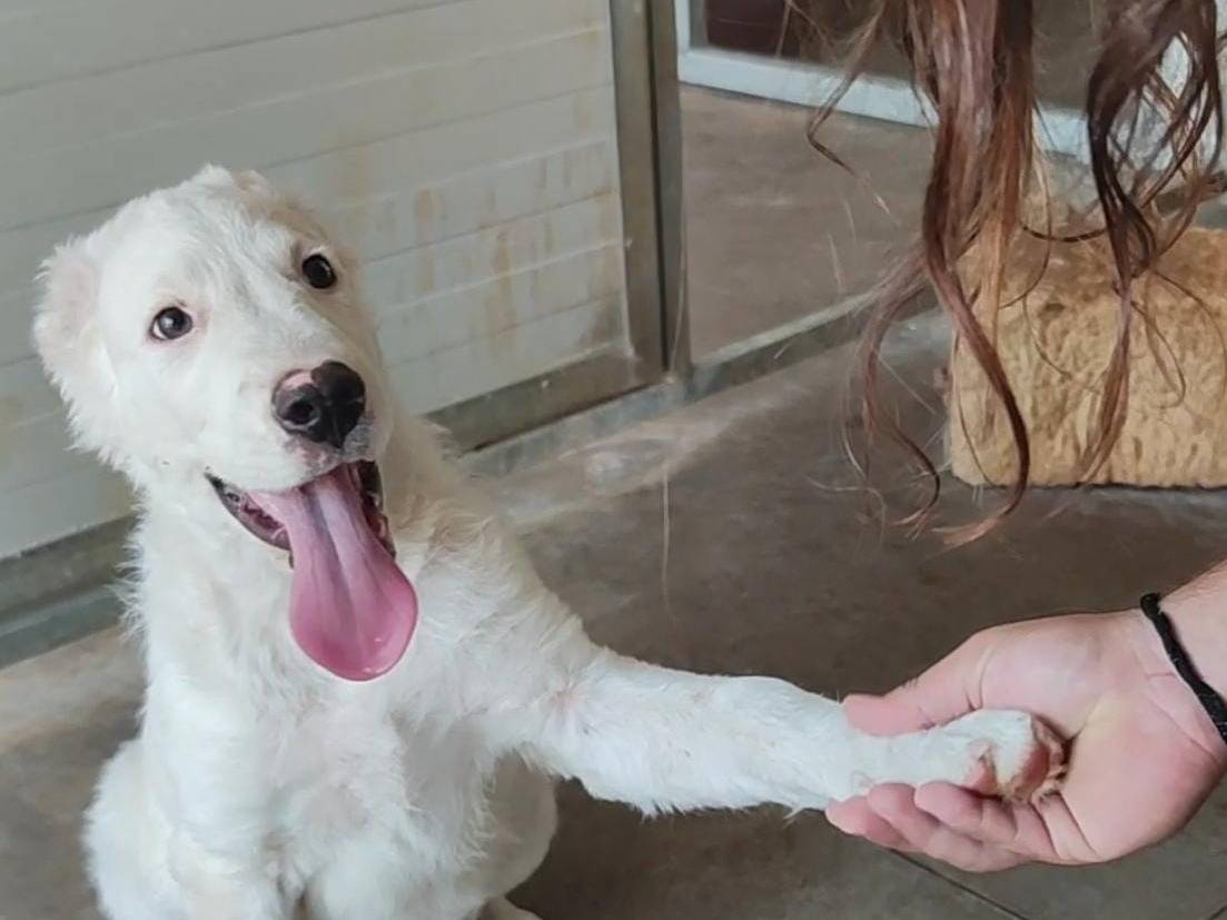 Adozione cane, maschio, Razza sconosciuta Razza sconosciuta, 4 mesi, taglia media, Palermo