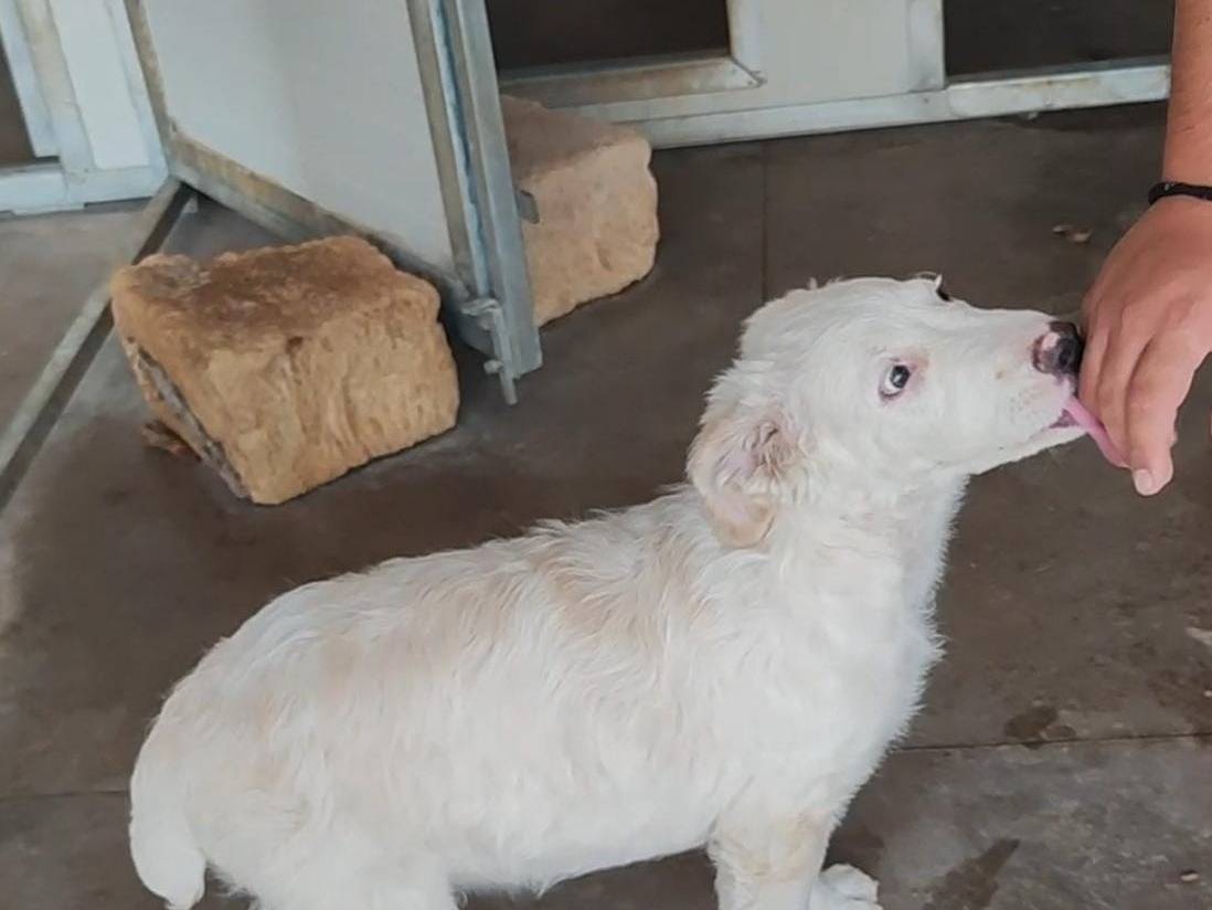Adotta un cane, maschio, 4 mesi, Palermo