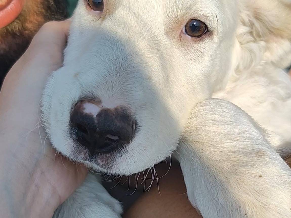 Adotta un cane, taglia media, maschio, Palermo