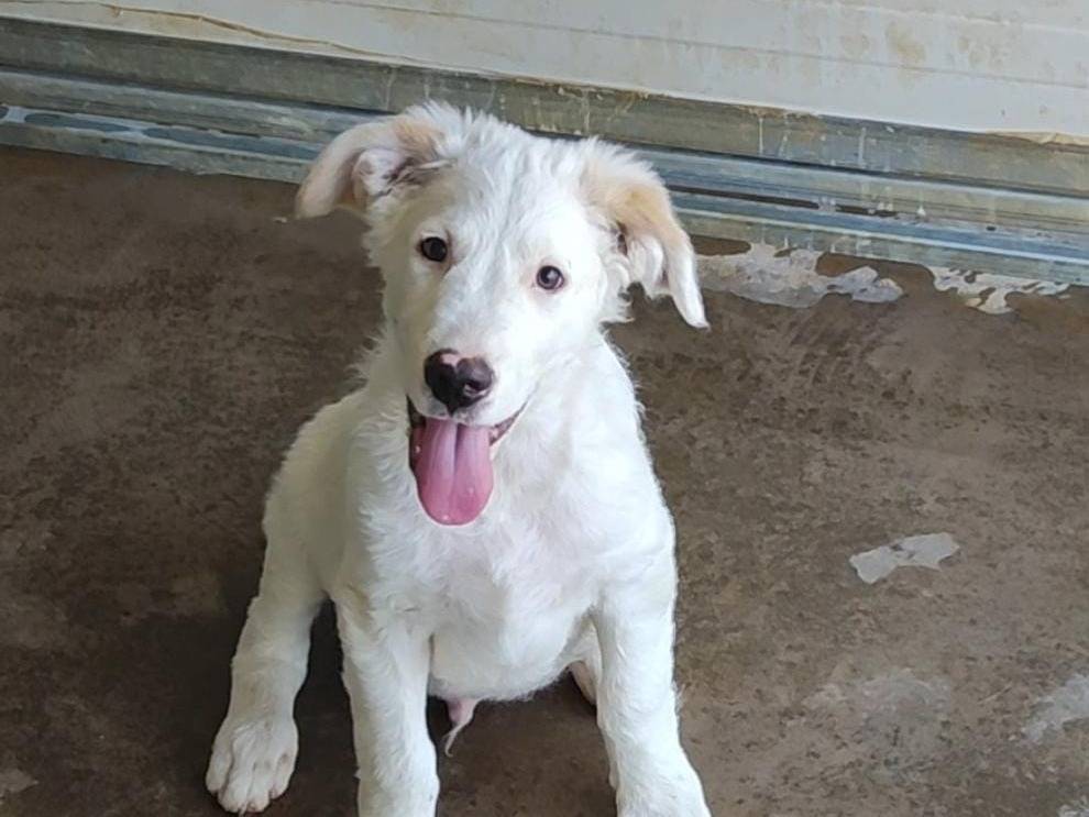 Vuoi adottare un cane a Palermo?