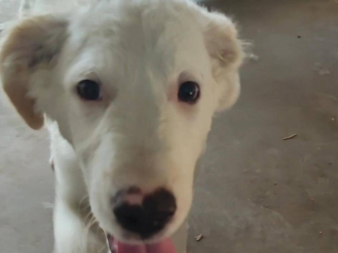 Adotta il cane Koda  a Palermo