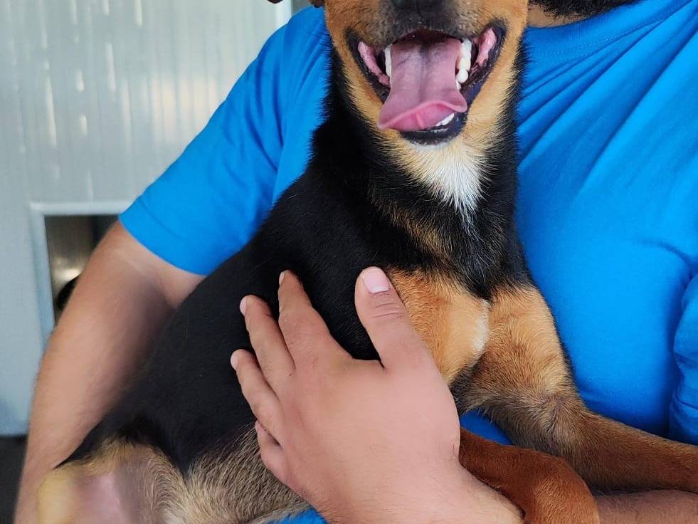 Vuoi adottare un cane a Palermo?