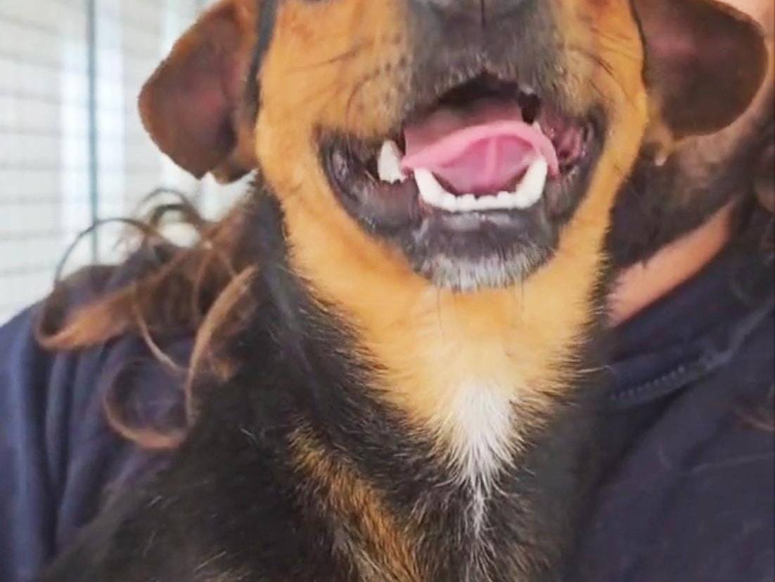 Adotta il cane tOY a Palermo