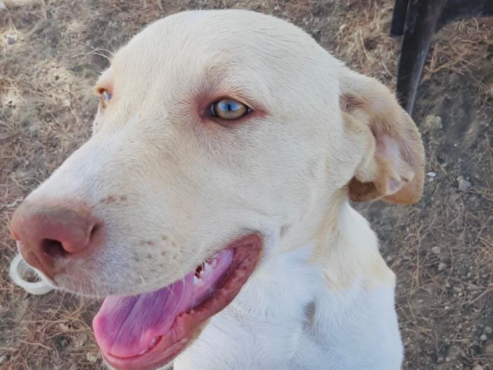 Adotta un cane, femmina, 6 mesi, Agrigento