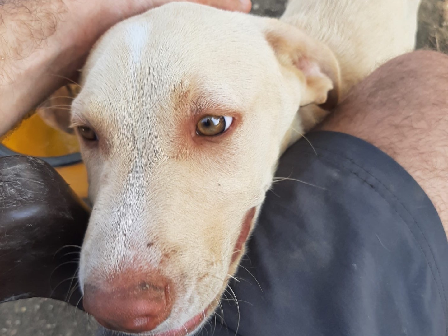 Adotta un cane, taglia media, femmina, Agrigento