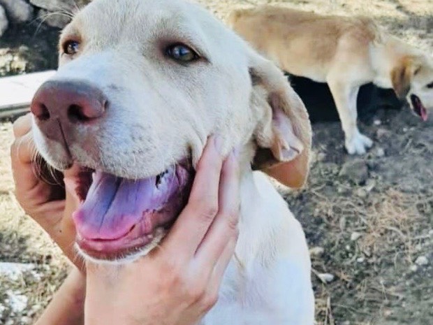 Vuoi adottare un cane a Agrigento?