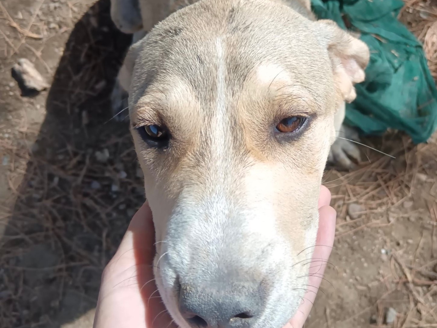 Adozione cane, femmina, Razza sconosciuta Razza sconosciuta, 6 mesi, taglia media, Agrigento