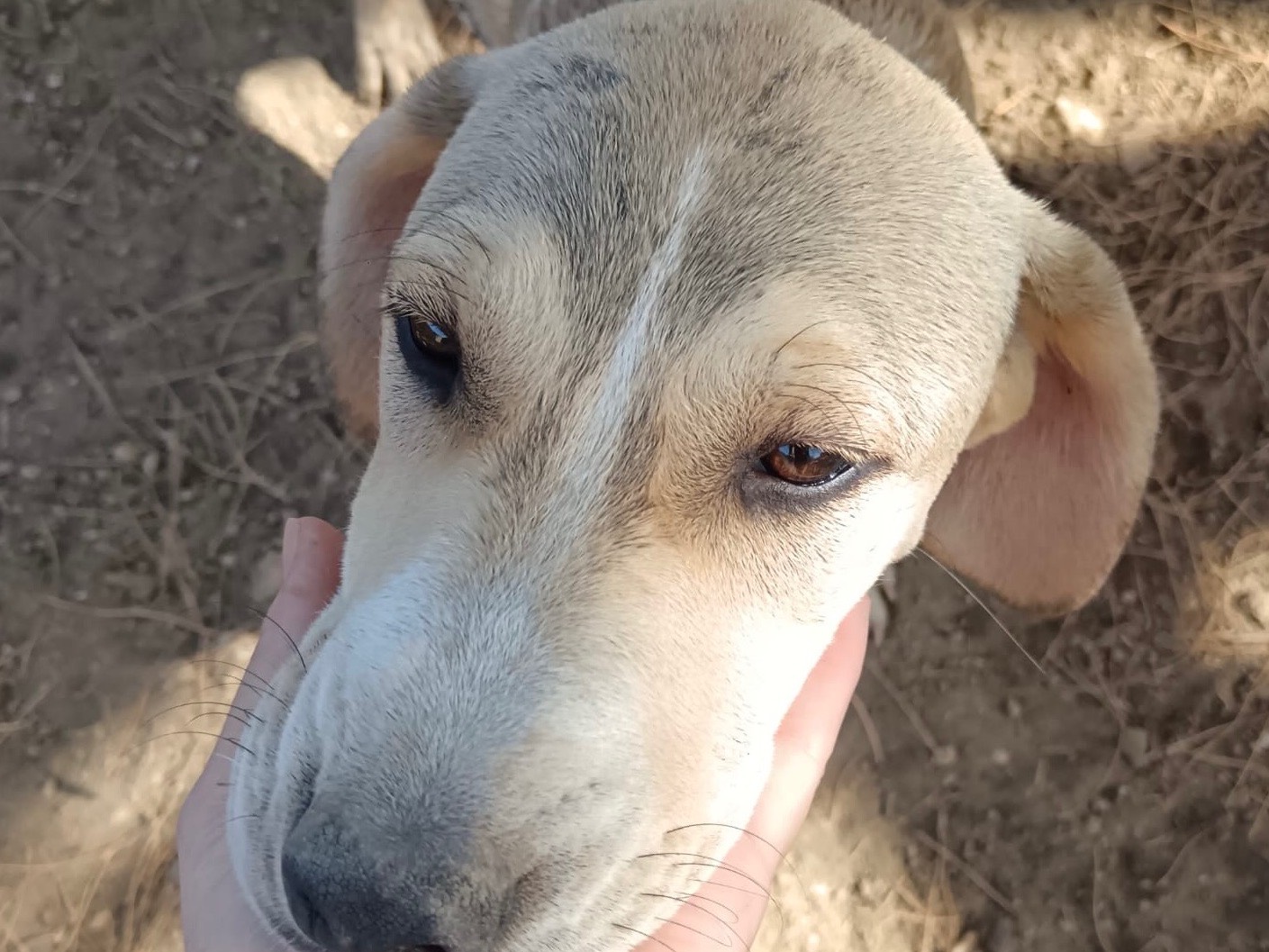 Adotta un cane, femmina, 6 mesi, Agrigento