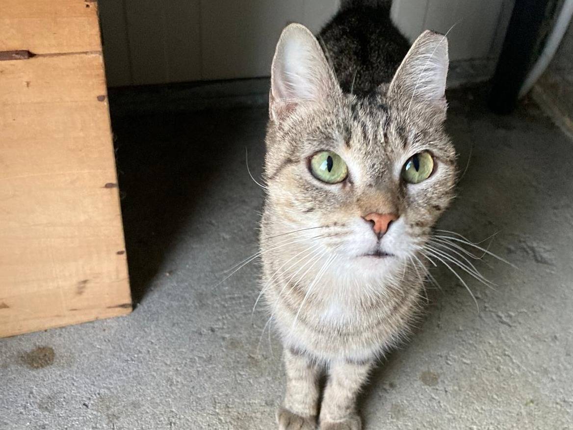 Adozione gatto, femmina, Razza sconosciuta Razza sconosciuta, 2 anni e 8 mesi, taglia non valida, Pisa