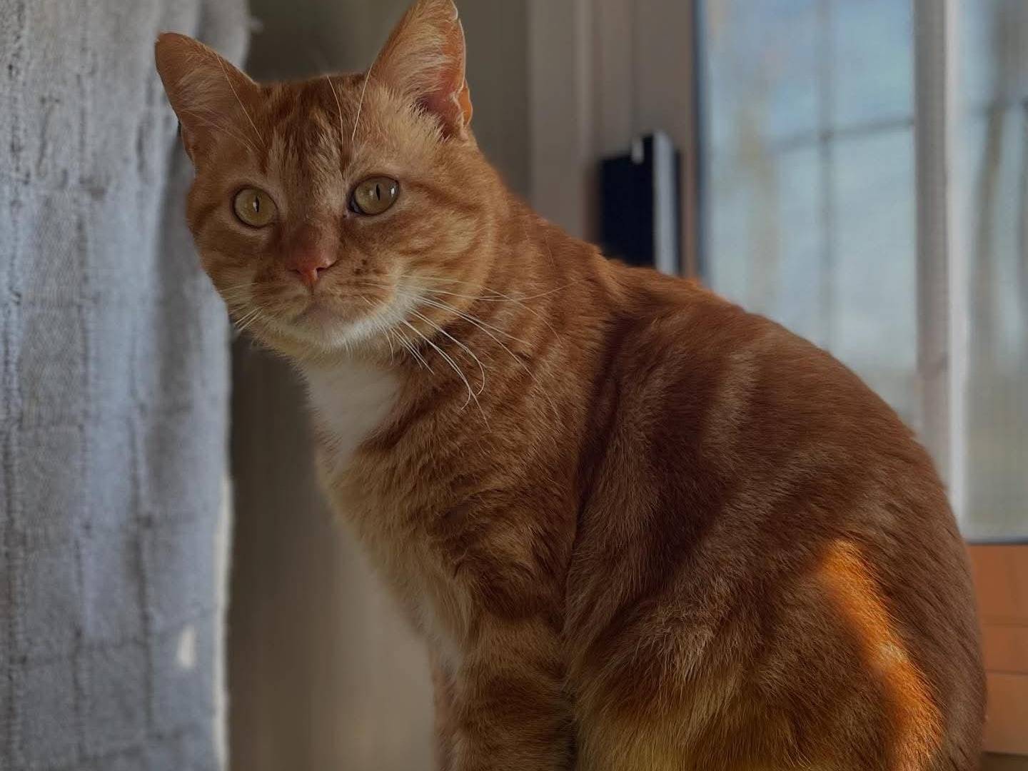 Adozione gatto, maschio, Razza sconosciuta Razza sconosciuta, 2 anni e 5 mesi, taglia non valida, Brescia