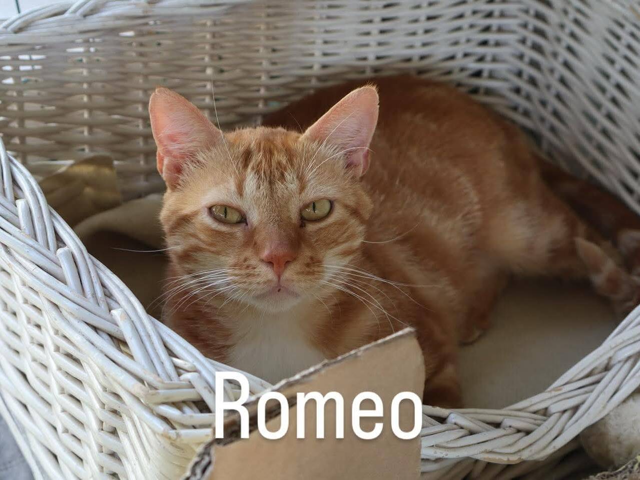 Adotta un gatto, maschio, 2 anni e 5 mesi, Brescia