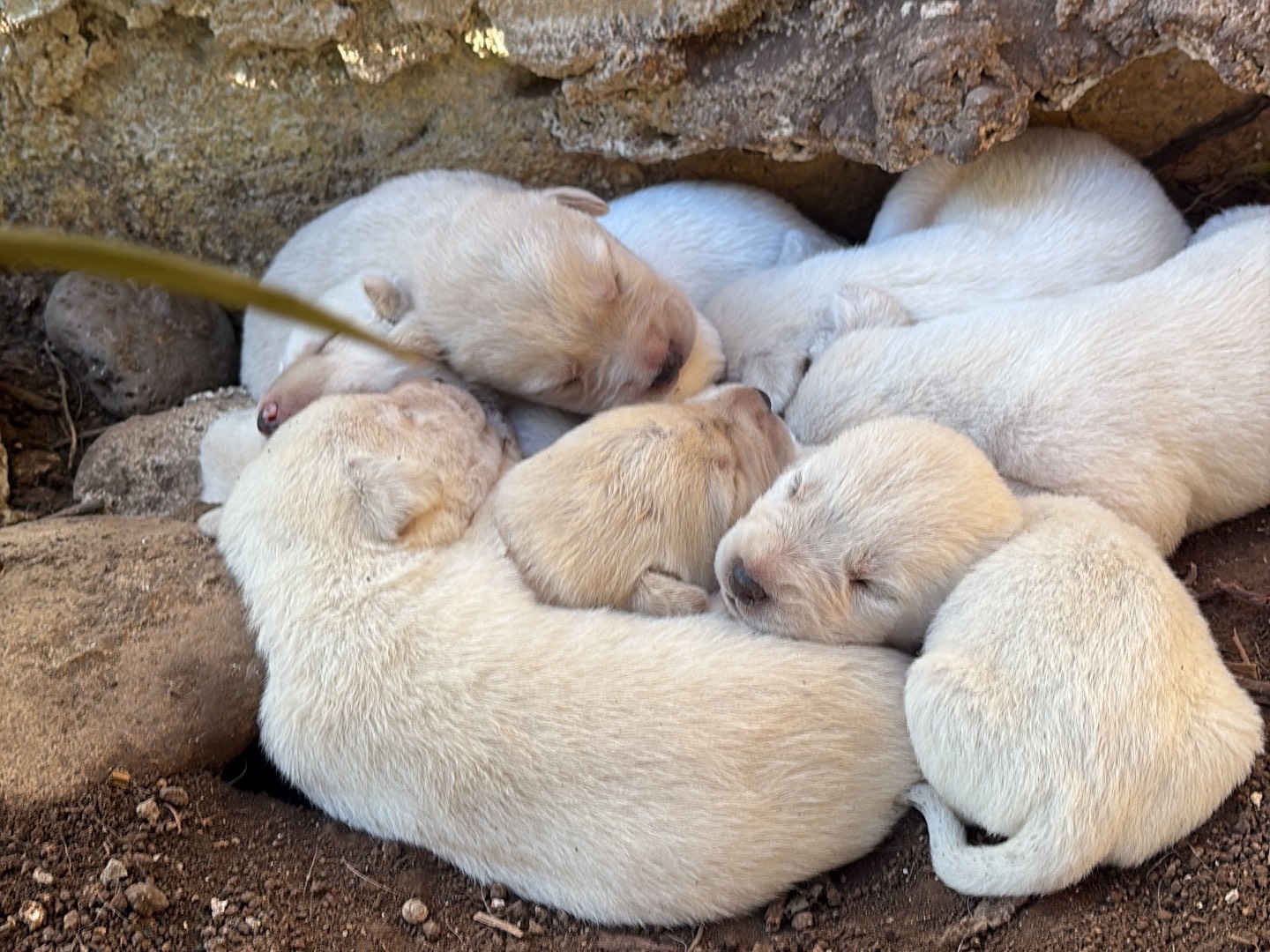 Adozione cane, maschio, Labrador Retriever Razza sconosciuta, 1 mesi, taglia piccola, Siracusa