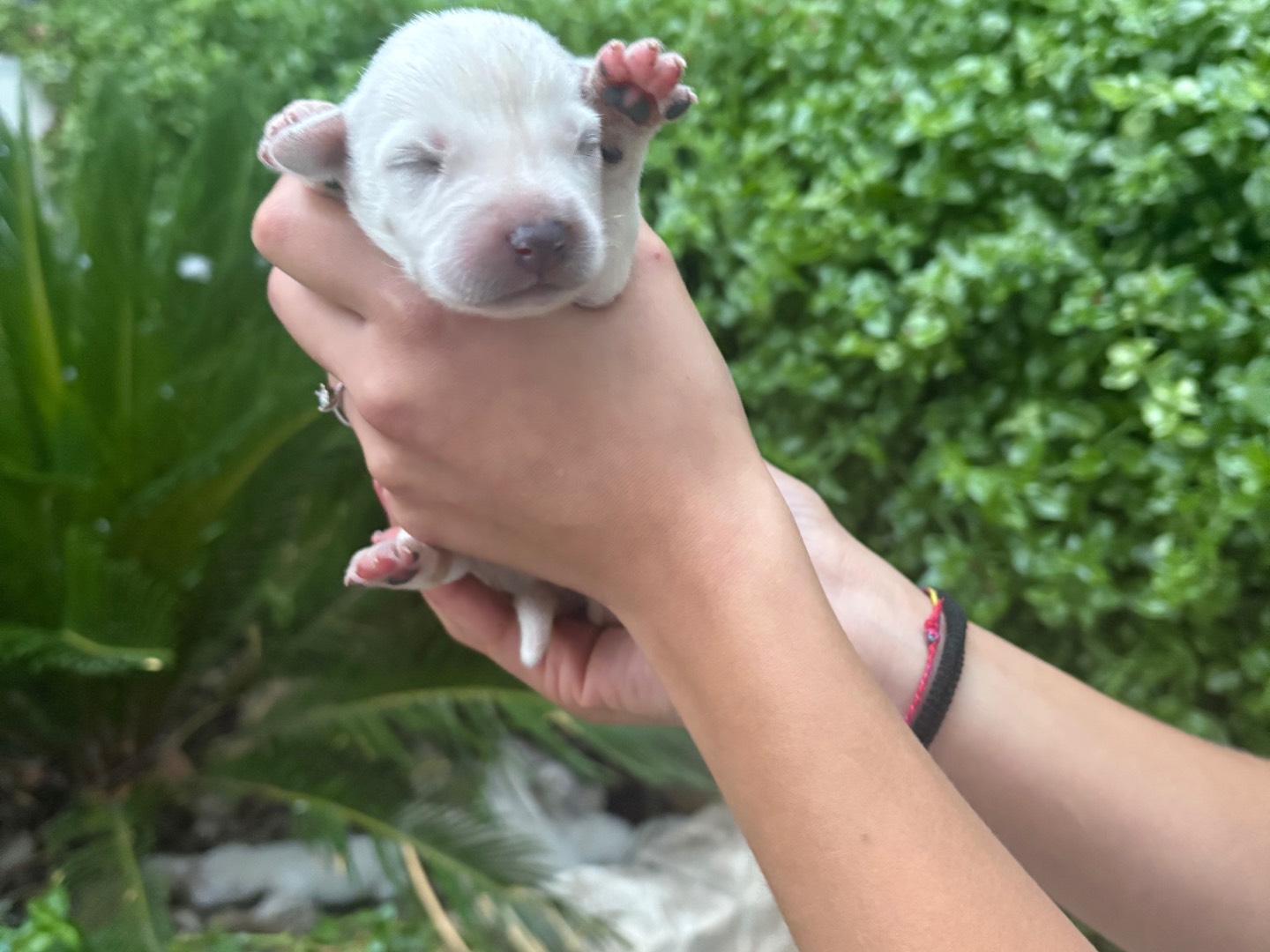 Adotta un cane, maschio, 1 mesi, Siracusa