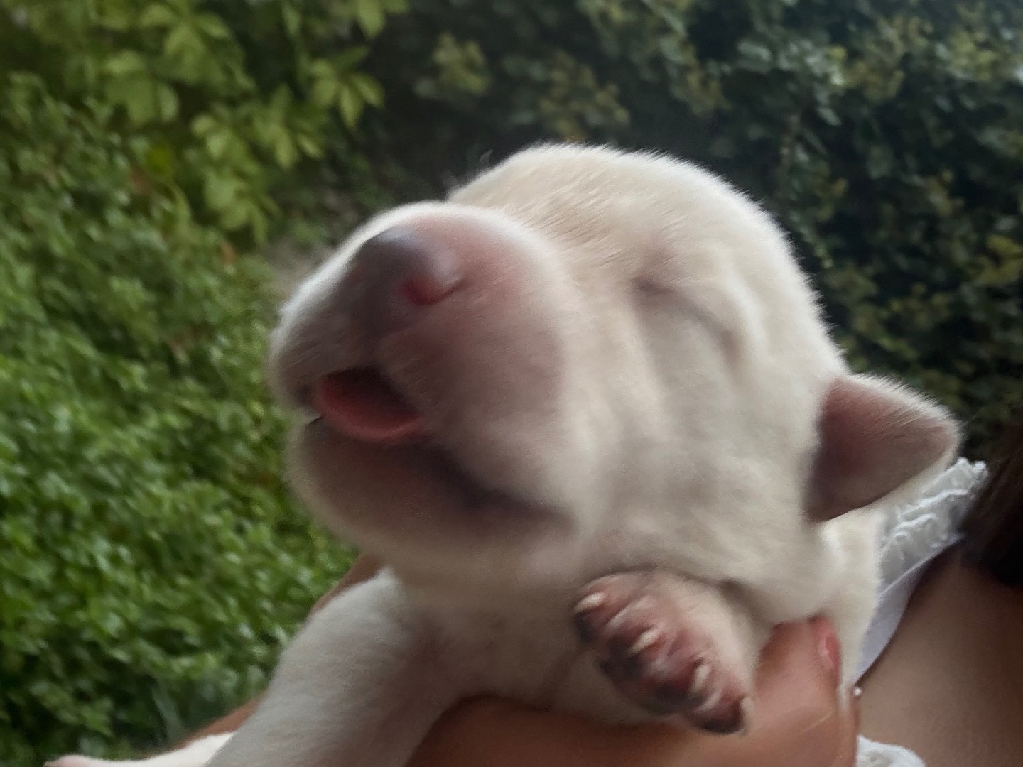 Adotta un cane, taglia piccola, maschio, Siracusa