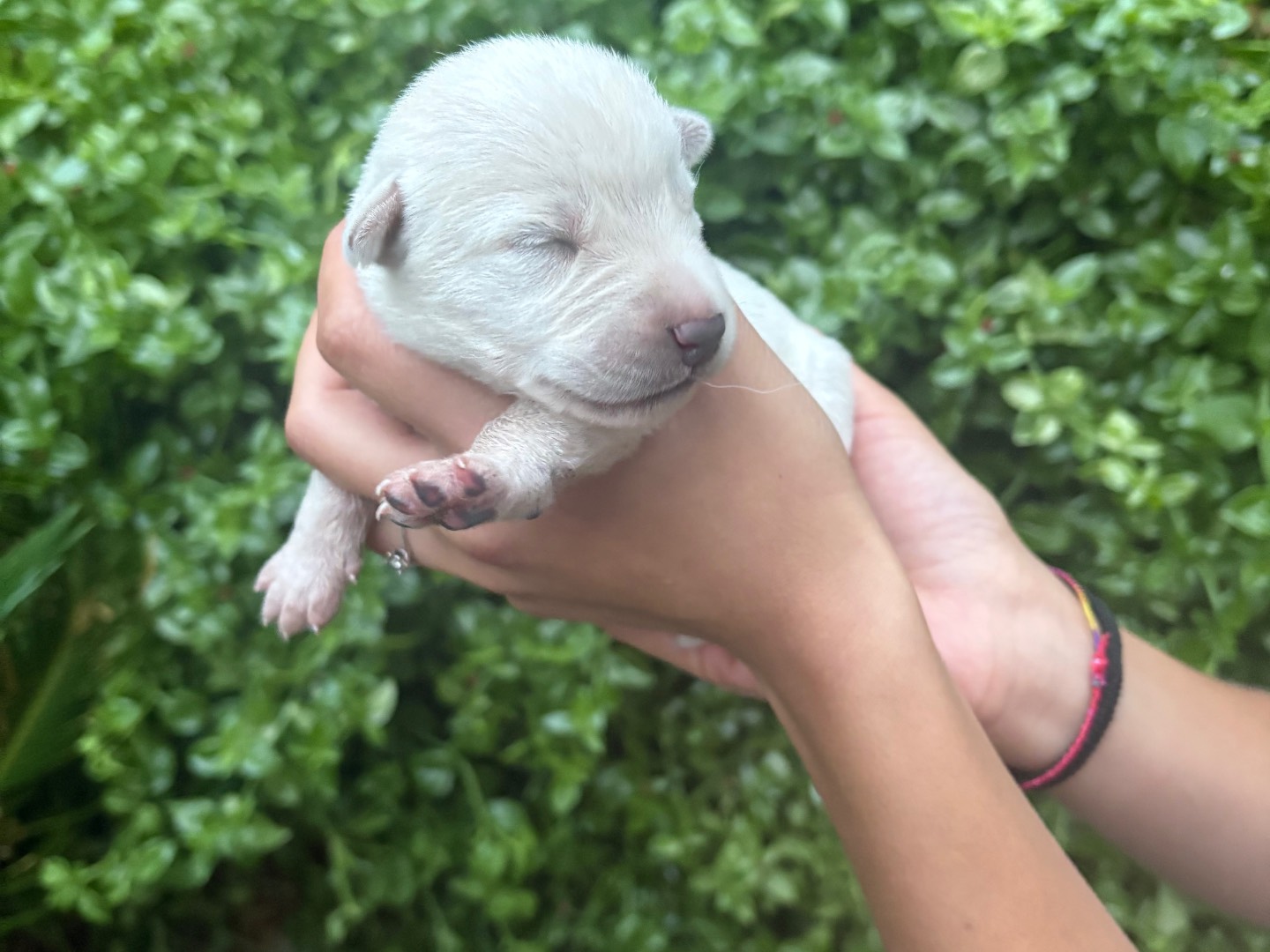 Vuoi adottare un cane a Siracusa?