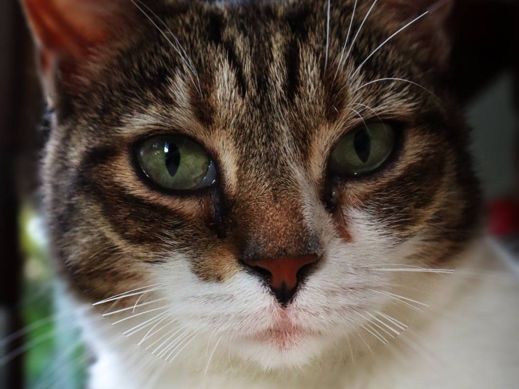 Adozione gatto, femmina, Razza sconosciuta Razza sconosciuta, 3 anni e 9 mesi, taglia non valida, Brescia