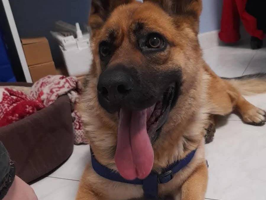 Adozione cane, femmina, Pastore tedesco Razza sconosciuta, 3 anni e 4 mesi, taglia media, Modena
