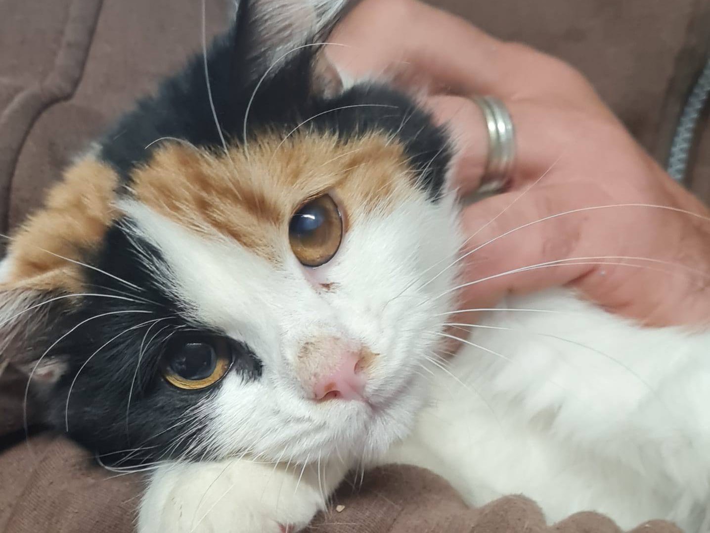 Adozione gatto, femmina, Razza sconosciuta Razza sconosciuta, 6 mesi, taglia non valida, Trento