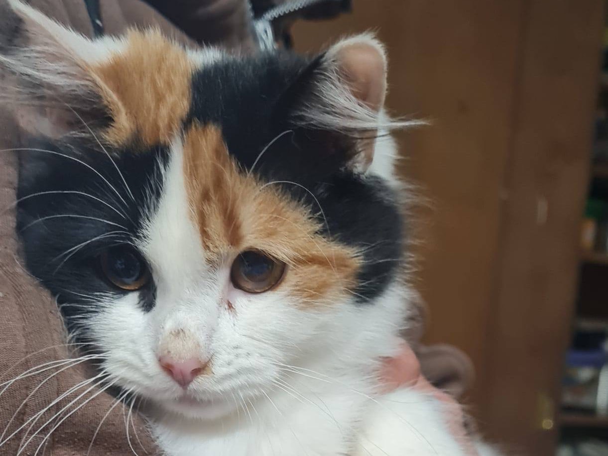 Adotta un gatto, femmina, 6 mesi, Trento