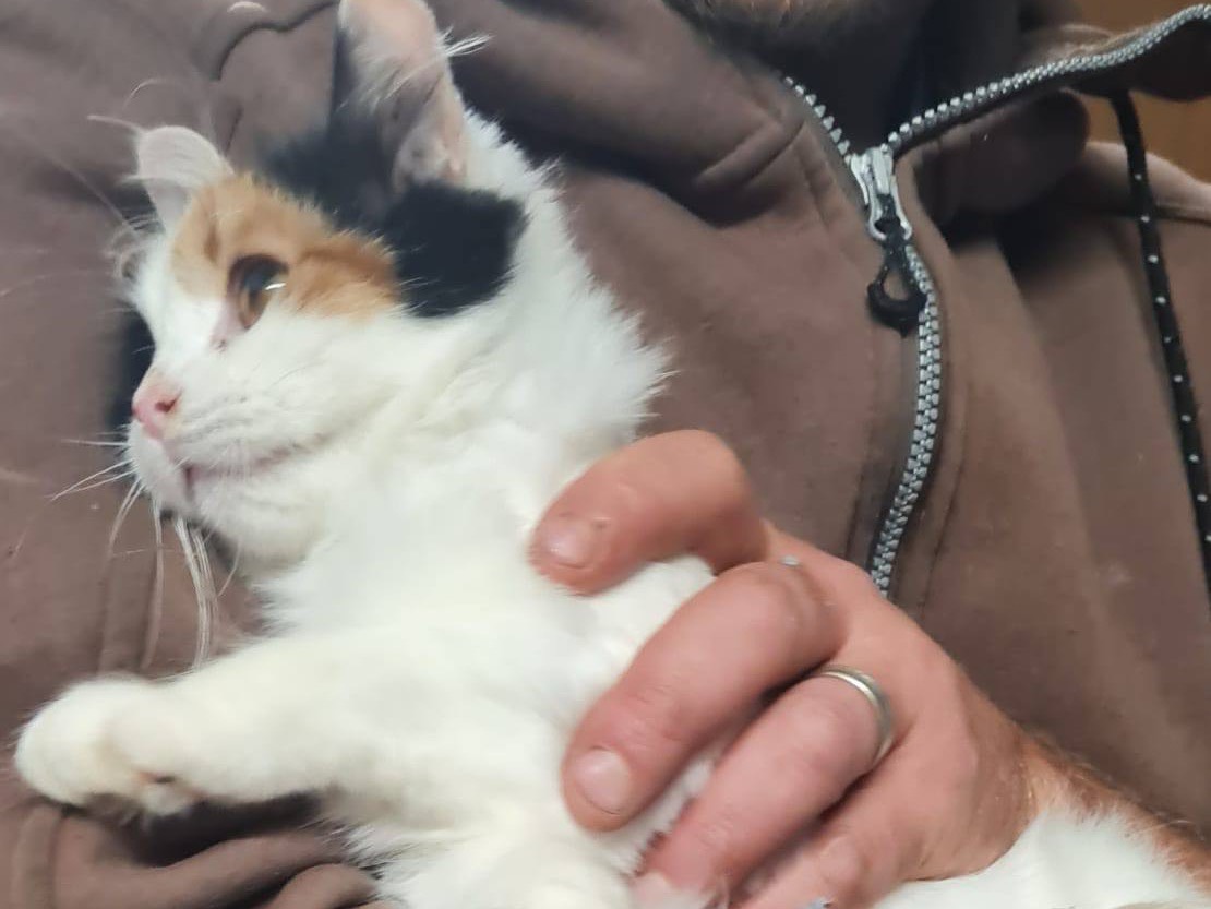 Adotta un gatto, taglia non valida, femmina, Trento