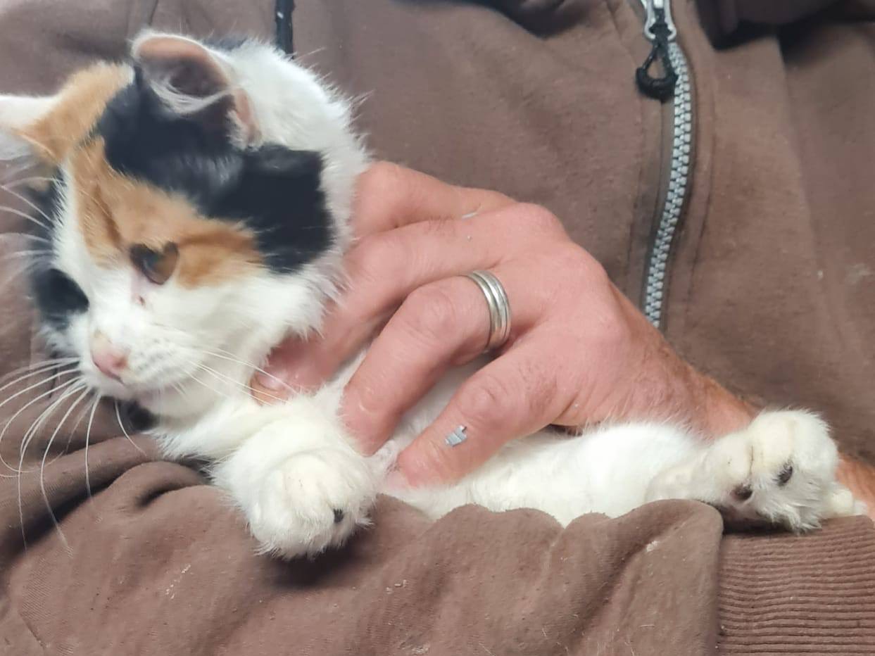 Vuoi adottare un gatto a Trento?