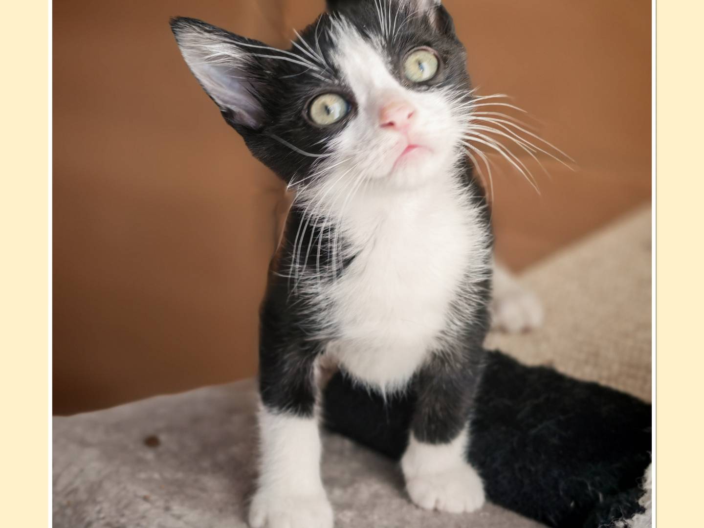 Adozione gatto, femmina, Razza sconosciuta Razza sconosciuta, 2 mesi, taglia non valida, Brescia