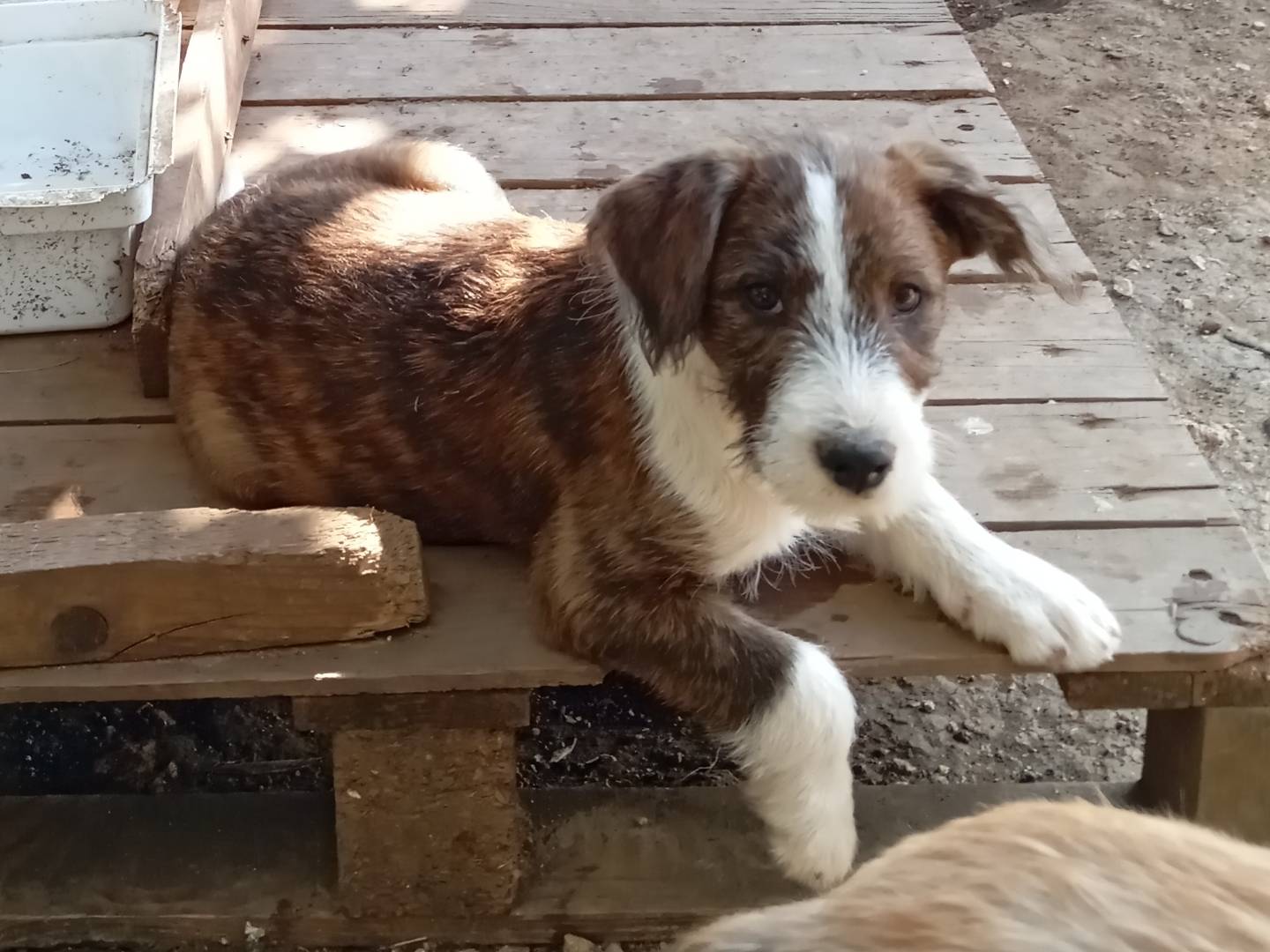 Adozione cane, maschio, Razza sconosciuta Razza sconosciuta, 3 mesi, taglia media contenuta, Frosinone