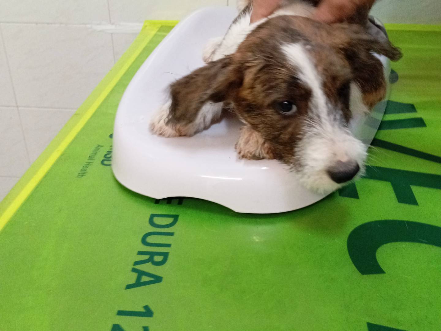 Adotta un cane, maschio, 3 mesi, Frosinone