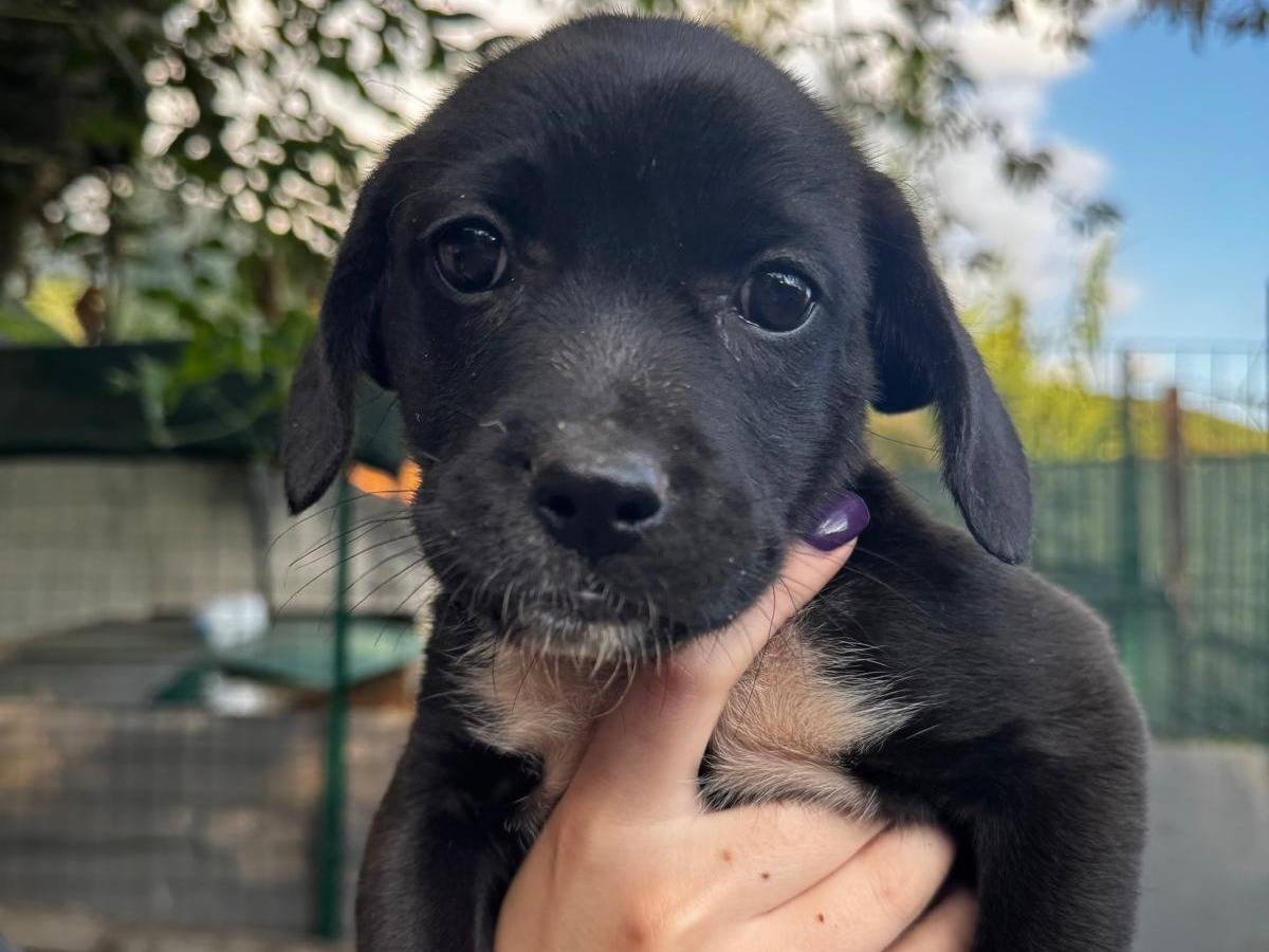 Adozione cane, femmina, Razza sconosciuta Razza sconosciuta, 3 mesi, taglia media, Frosinone