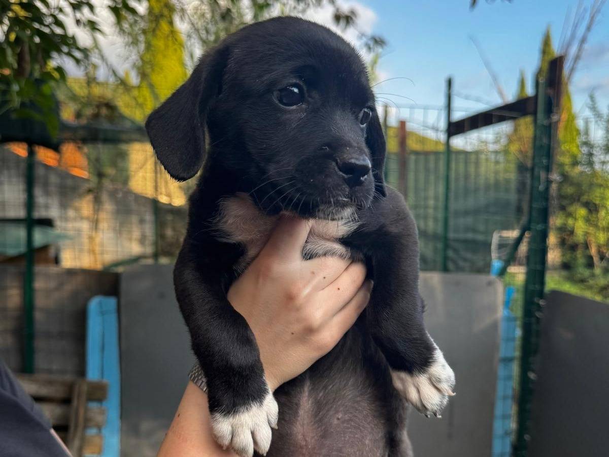 Adotta un cane, femmina, 3 mesi, Frosinone