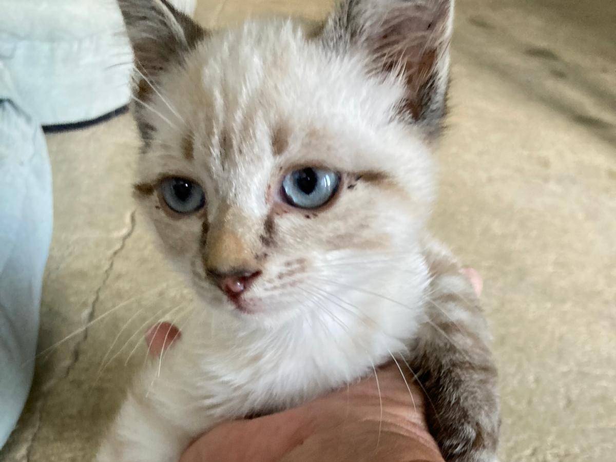 Adozione gatto, maschio, Razza sconosciuta Razza sconosciuta, 2 mesi, taglia non valida, Pisa