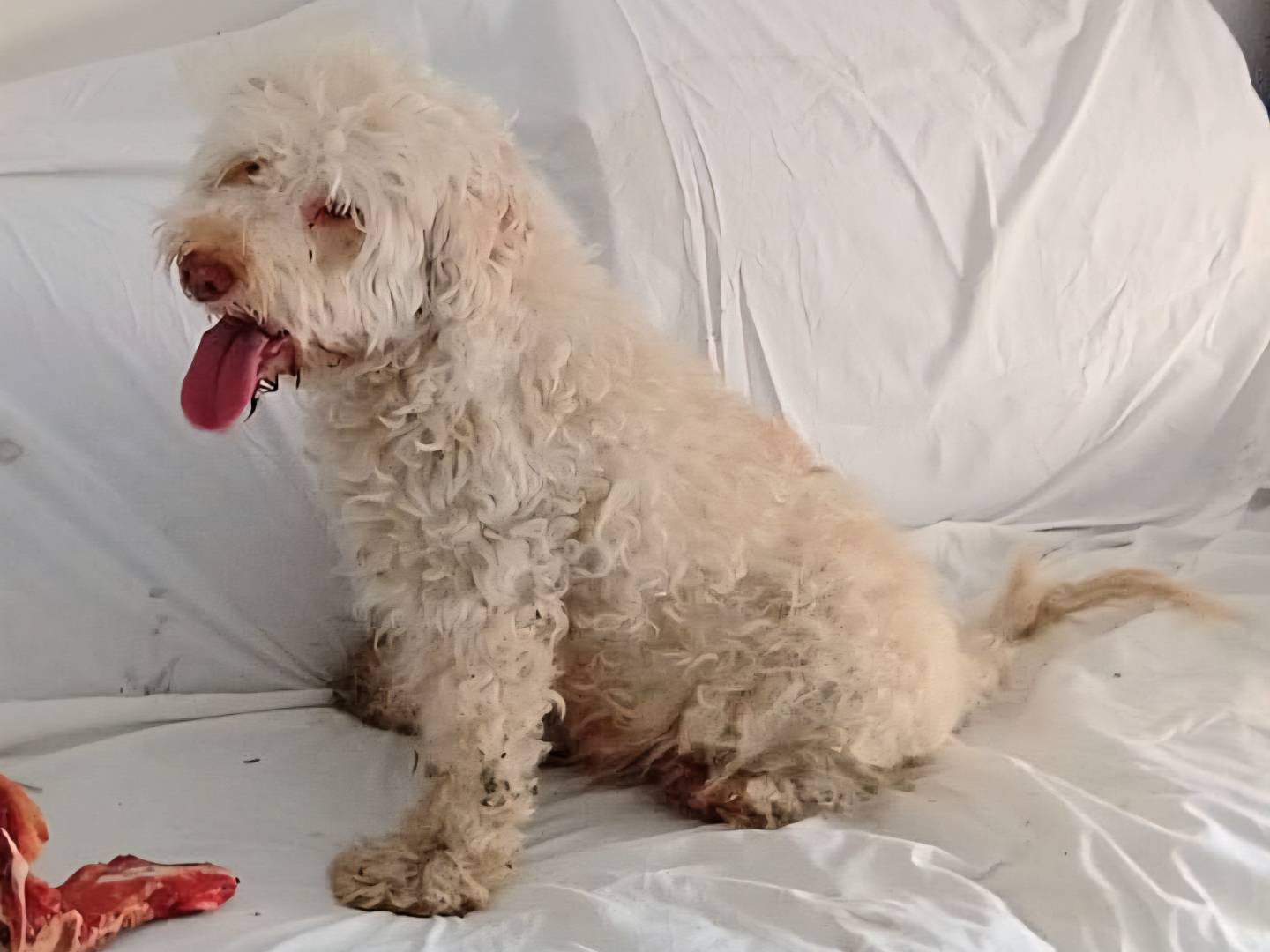 Adozione cane, maschio, Lagotto Razza sconosciuta, 10 anni e 1 mese, taglia media contenuta, Teramo
