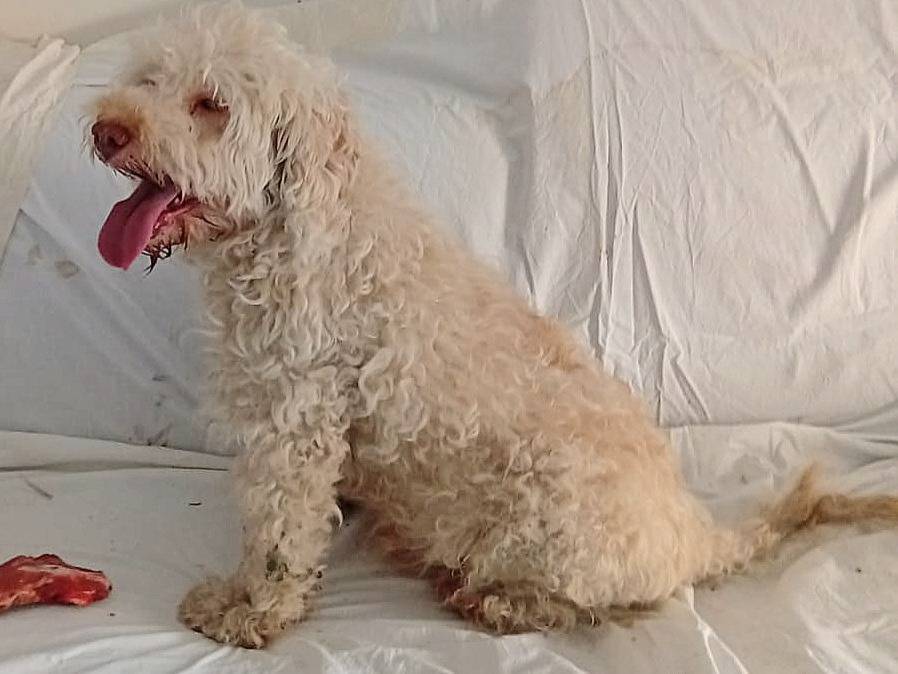 Adotta un cane, maschio, 10 anni e 1 mese, Teramo