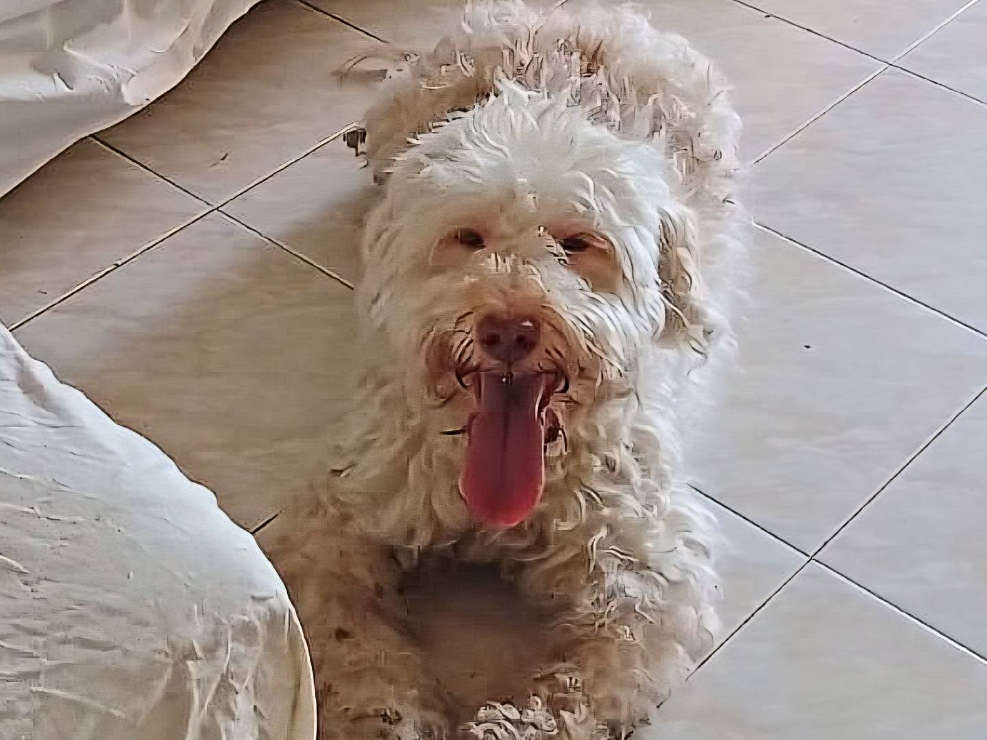 Adotta un cane, taglia media contenuta, maschio, Teramo