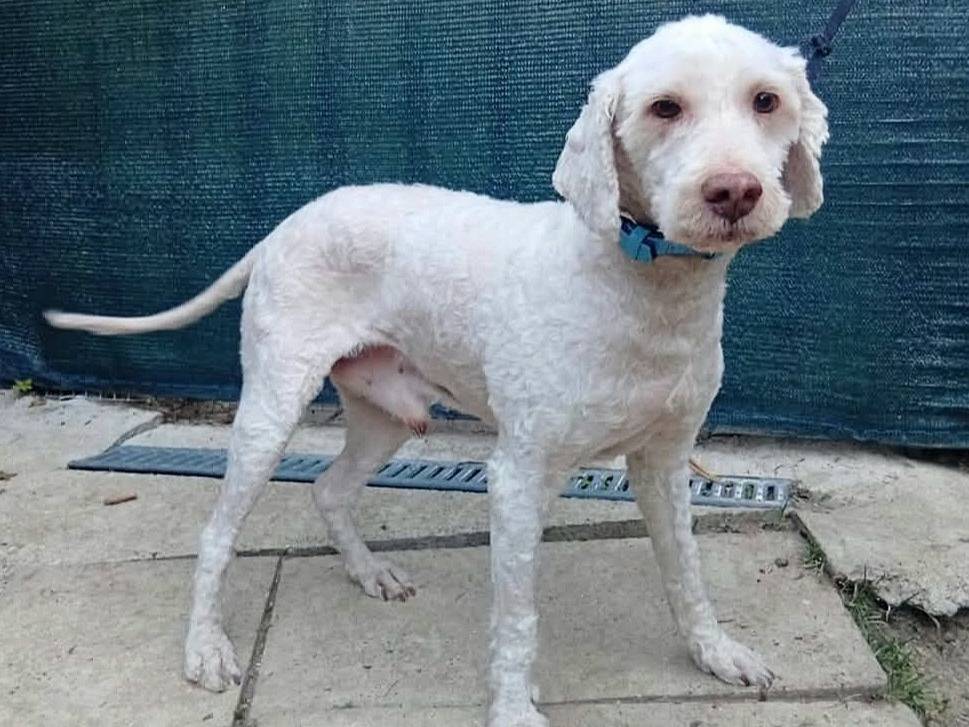 Vuoi adottare un cane a Teramo?