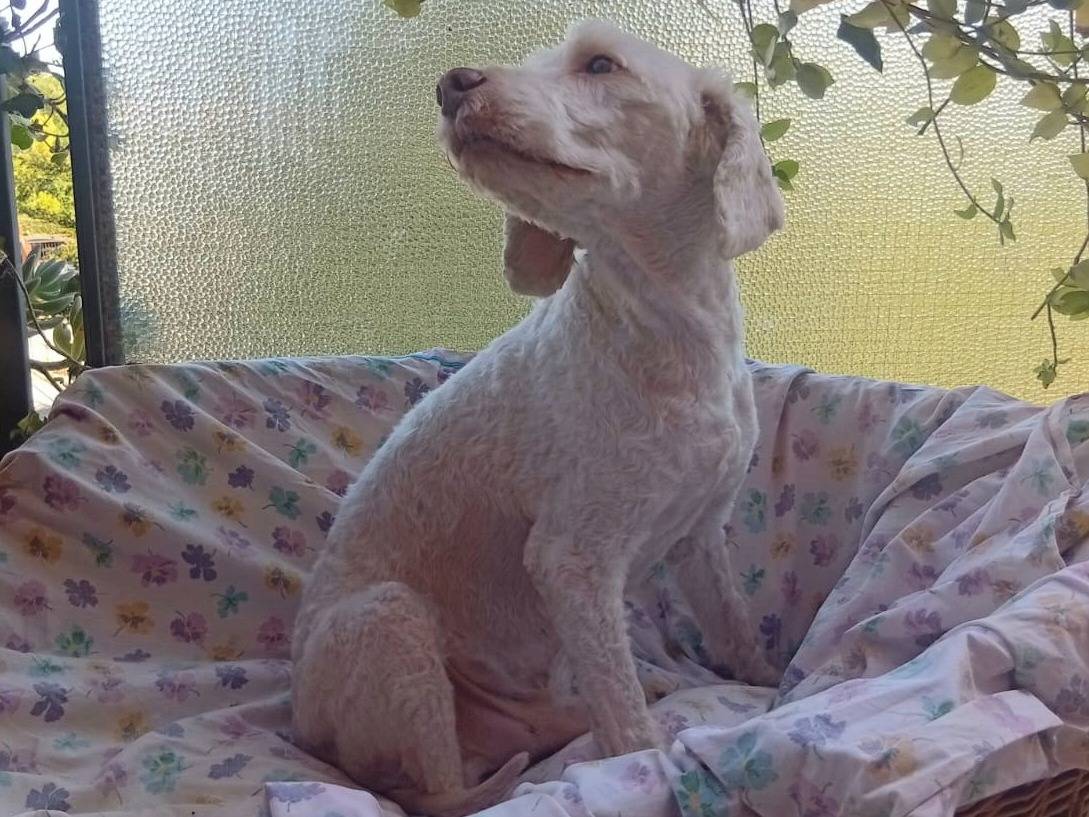 Adotta il cane Flipper a Teramo