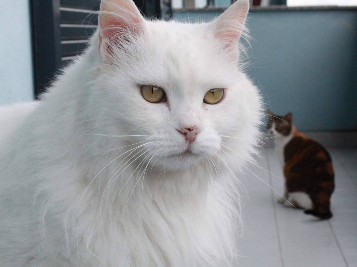 Adozione gatto, femmina, Razza sconosciuta Razza sconosciuta, 10 anni e 6 mesi, taglia non valida, Napoli