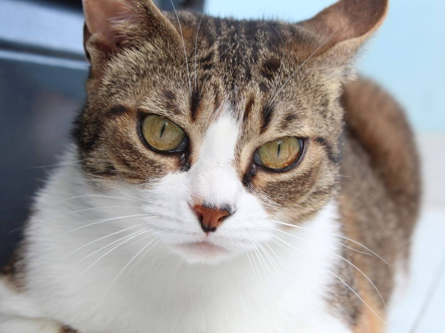 Adotta un gatto, femmina, 10 anni e 6 mesi, Napoli