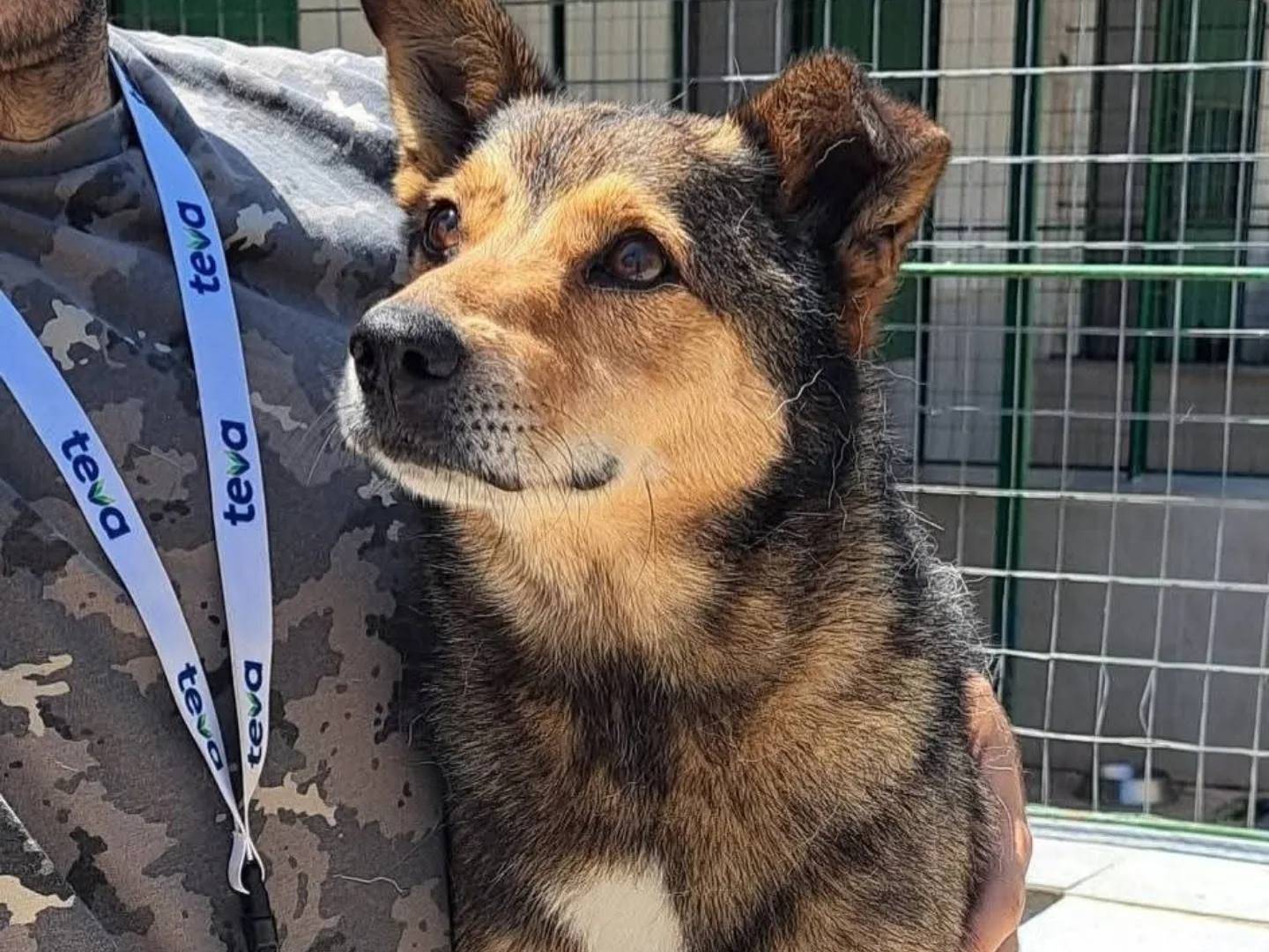 Adozione cane, maschio, Razza sconosciuta Razza sconosciuta, 9 anni e 7 mesi, taglia media contenuta, Caserta