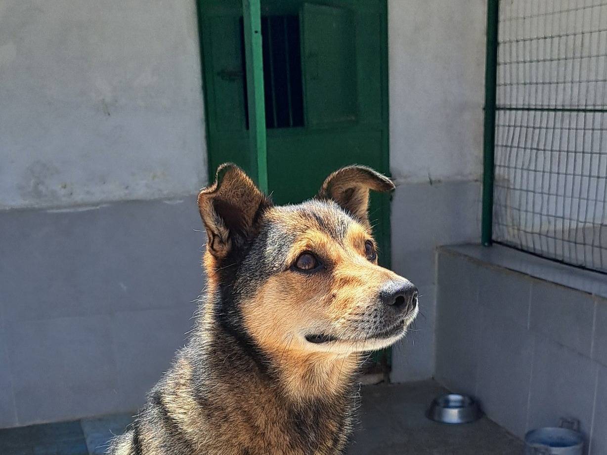 Adotta un cane, maschio, 9 anni e 7 mesi, Caserta