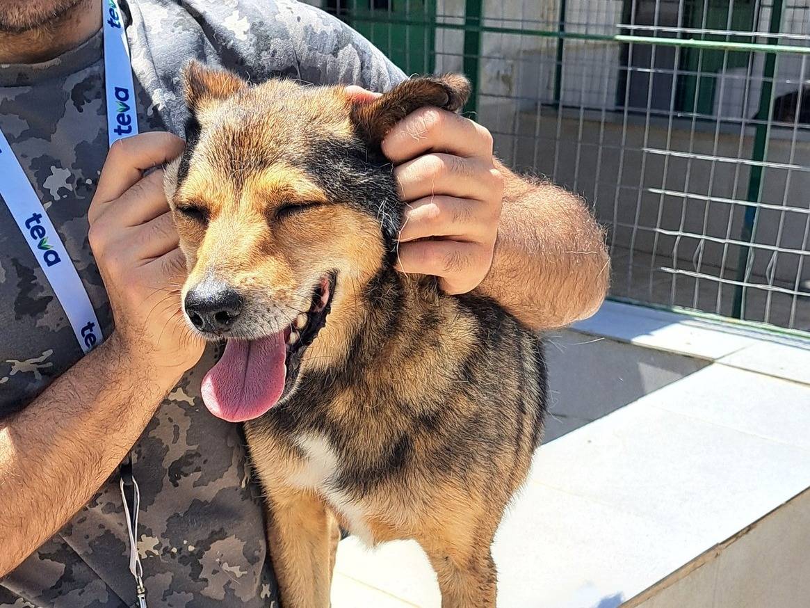 Adotta un cane, taglia media contenuta, maschio, Caserta