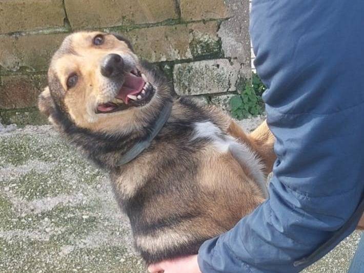 Vuoi adottare un cane a Caserta?
