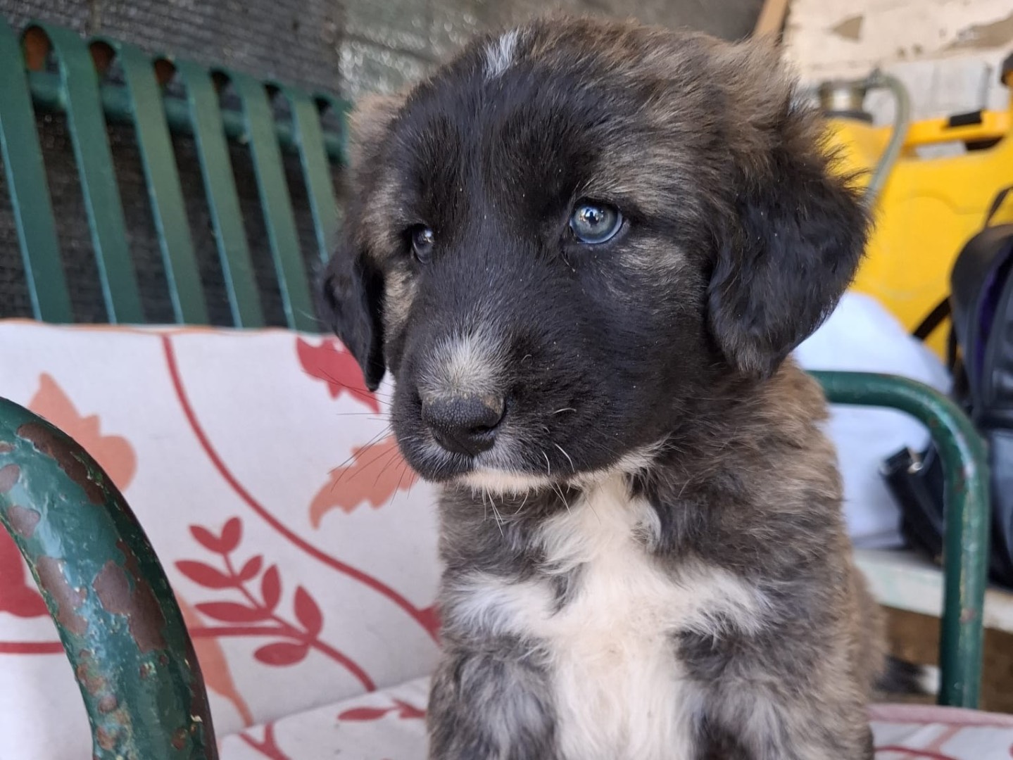Adozione cane, maschio, Razza sconosciuta Razza sconosciuta, 3 mesi, taglia grande, Foggia