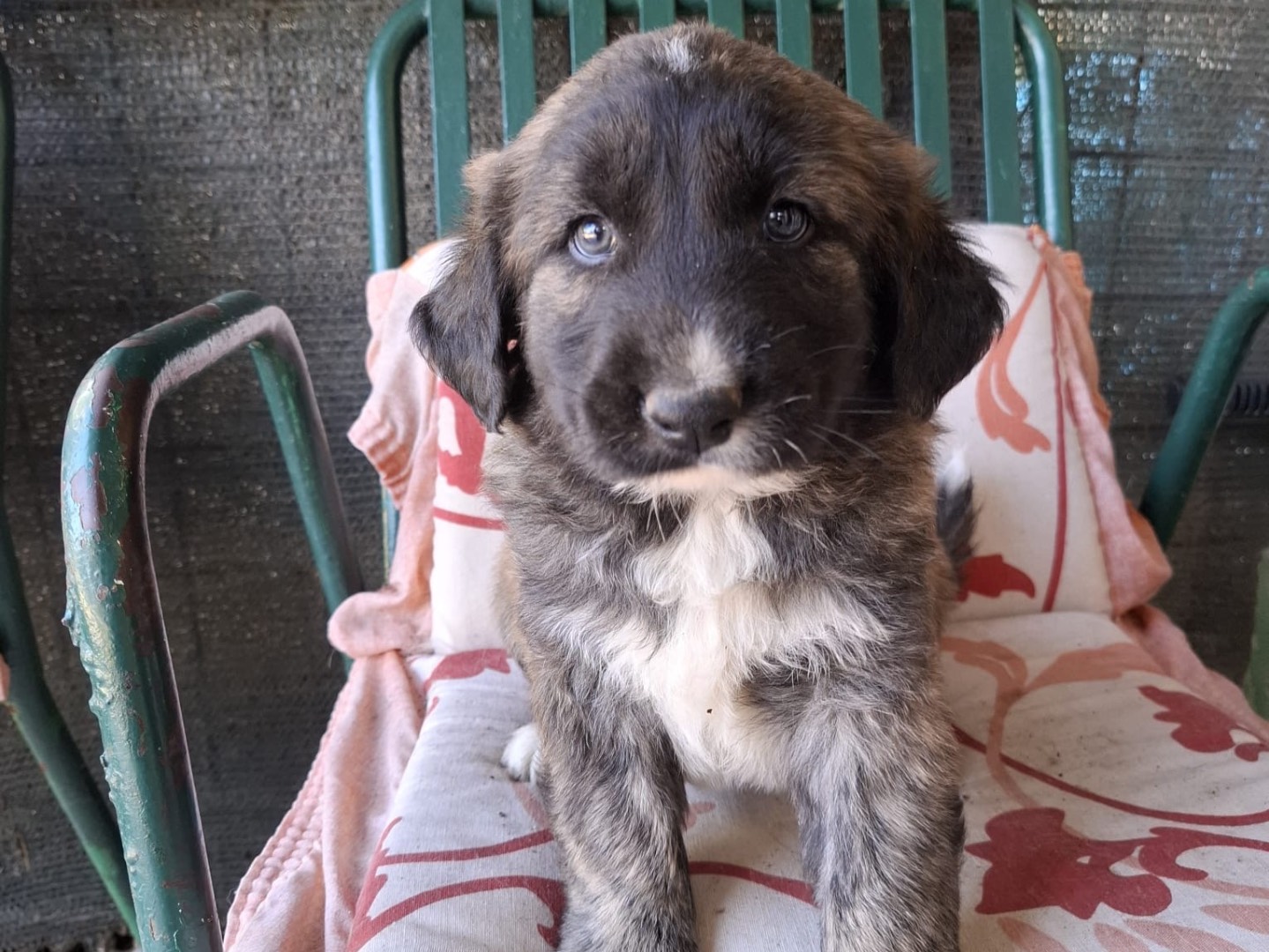 Adotta un cane, maschio, 3 mesi, Foggia