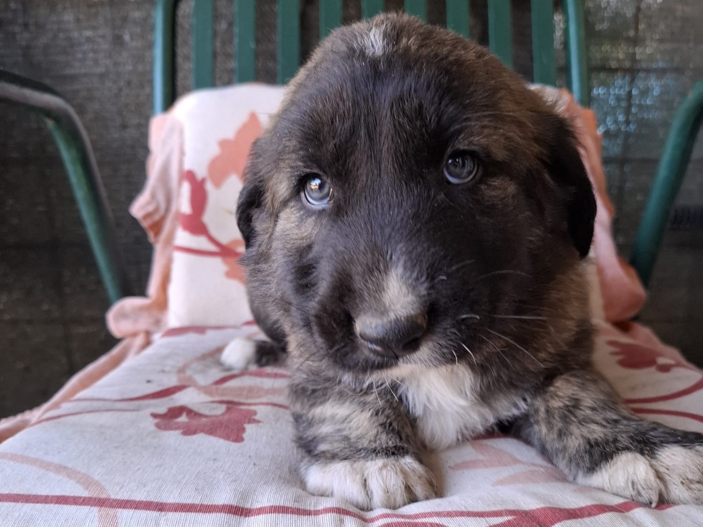 Adotta un cane, taglia grande, maschio, Foggia