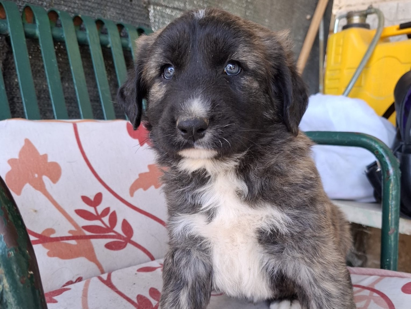 Vuoi adottare un cane a Foggia?