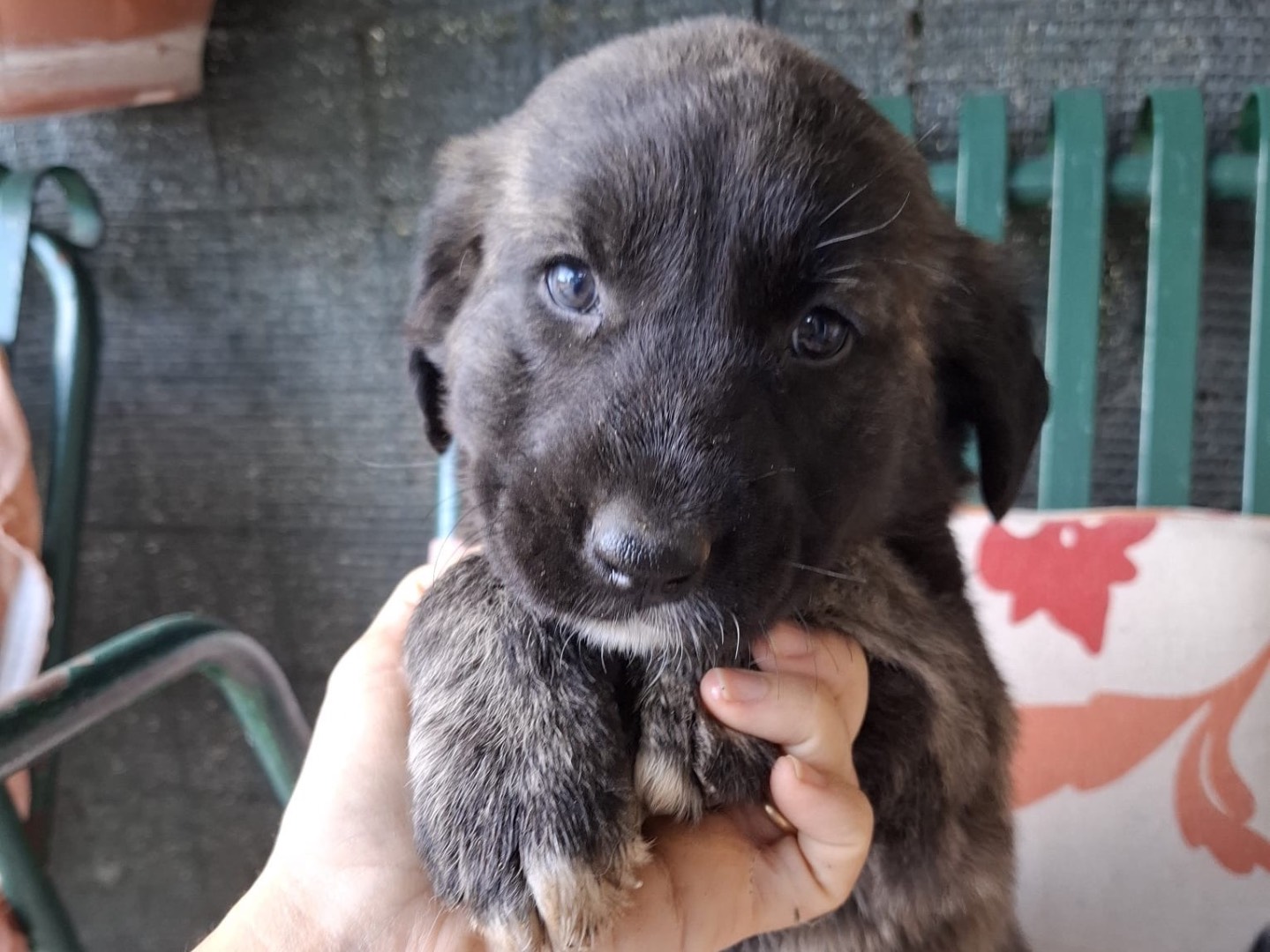 Adozione cane, femmina, Razza sconosciuta Razza sconosciuta, 3 mesi, taglia grande, Foggia