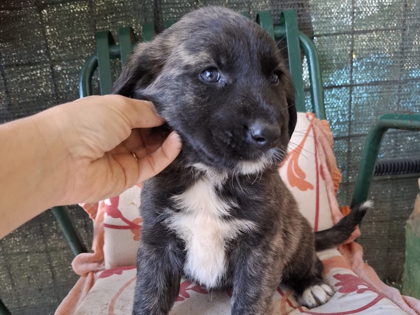 Adotta un cane, femmina, 3 mesi, Foggia