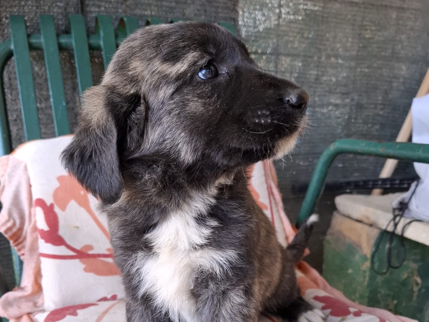 Adotta un cane, taglia grande, femmina, Foggia