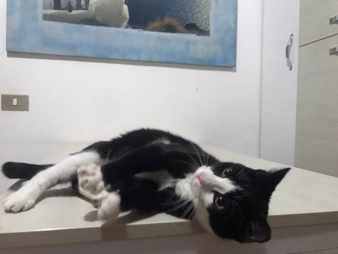 Adotta un gatto, maschio, 6 mesi, Latina